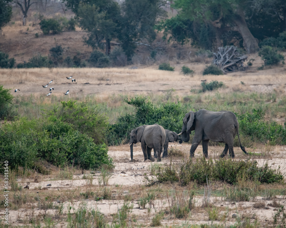 African Elephants in the Savannah. Kruger National Park Landscape African Elephants in the Savannah. Kruger National Park Landscape