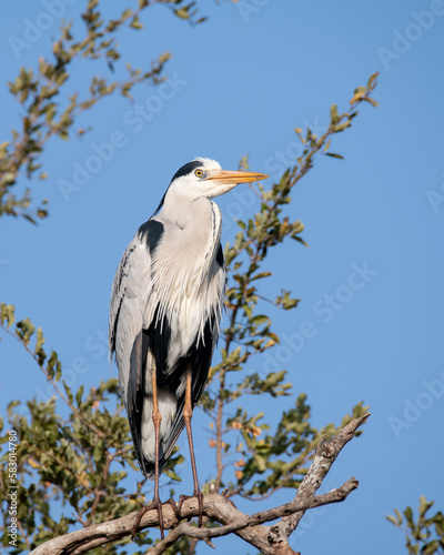 African Grey Heron perched Wildlife Nature landscape 