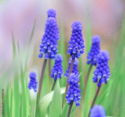 Muscari flowers blooming in April and May. Muscari is a plant with blue flowers photo