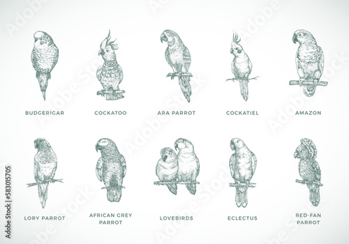 Hand Drawn Vector Parrots Species Illustrations Set. Collection of Bird Breeds Sketch Silhouettes Isolated