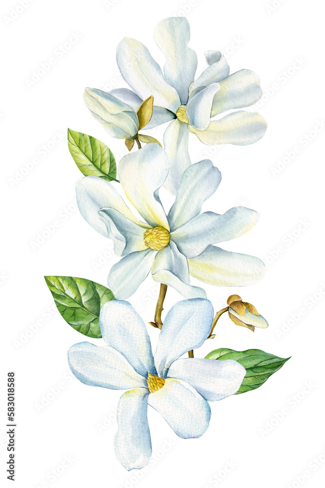 Magnolia flowers, brunches and leaves on isolated background, watercolor white flowers, spring flora for design