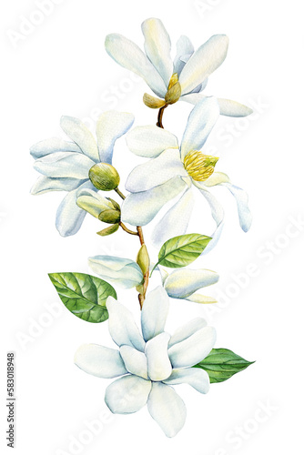 Magnolia flowers on isolated background  watercolor white flowers  spring flora for design