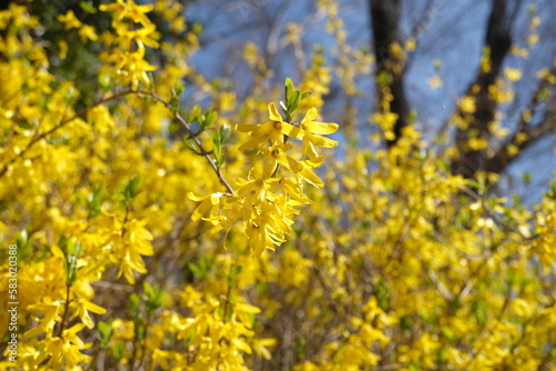 黄色い花が風に揺れる