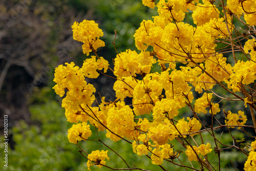 Selective focus of golden yellow flowers full blooming on the tree in summer, Handroanthus chrysanthus formerly classified as Tabebuia chrysantha, Nature foral pattern background.