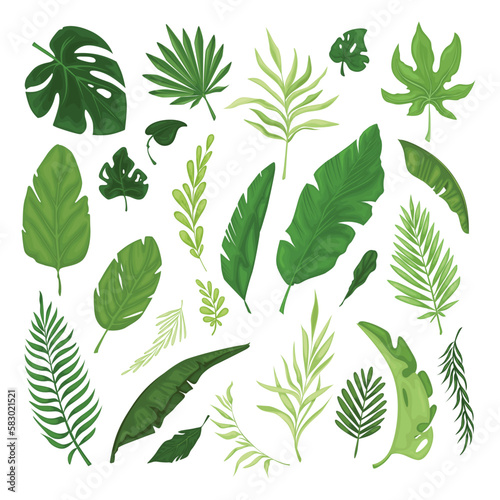 Vector set of various tropical leaves. Collection