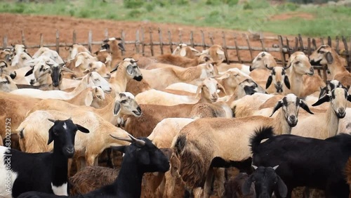 Sheep jumping in a traditional pen on a village side in India. It symbolizes livestock rearing, supplementary income in rural households, veterinary specialization etc. 