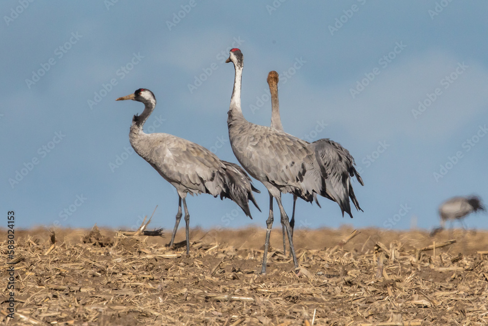 Obraz premium kraniche