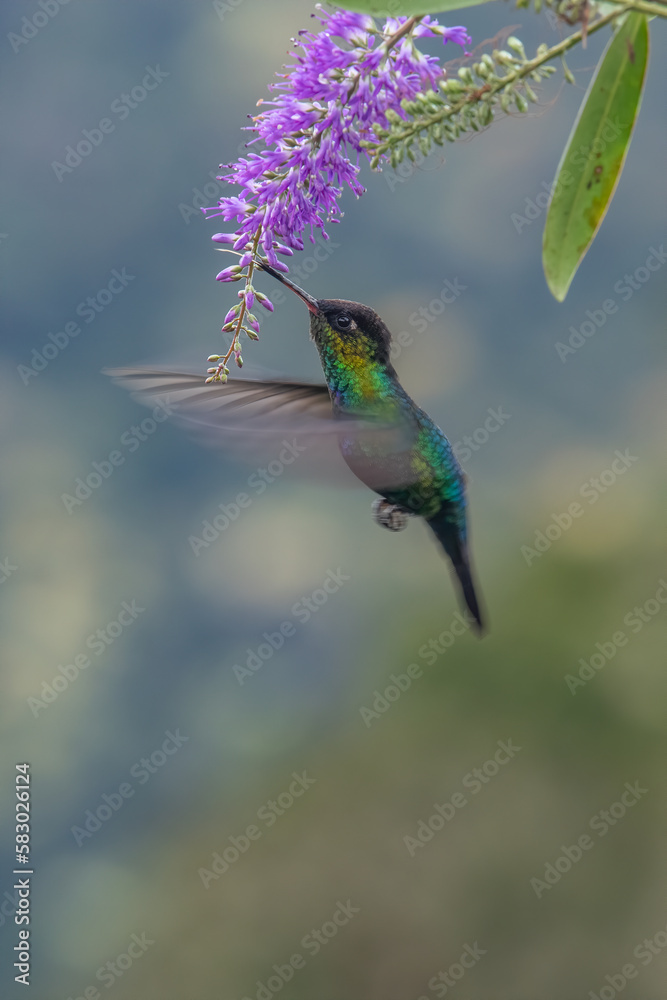 Fototapeta premium Green Hermit, Phaethornis guy, rare hummingbird from Costa Rica, green bird flying next to beautiful red flower with rain, action feeding scene in green tropical forest, animal in the nature habitat.