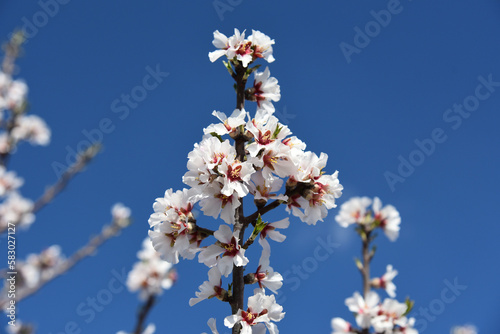 Floración frutales en el Segrià, Aitona, Torres de Segre, Alcarràs photo