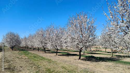 Floración frutales en el Segrià, Aitona, Torres de Segre, Alcarràs