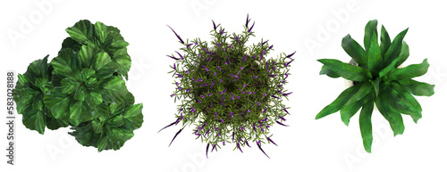 decorative flowers and plants for the interior, top view, isolated on transparent background, 3D illustration, cg render