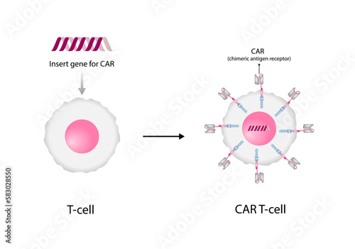 T-cell and Chimeric antigen receptor T cell ,CAR T cell, for use in immunotherapy. chemotherapy. vector illustration.	