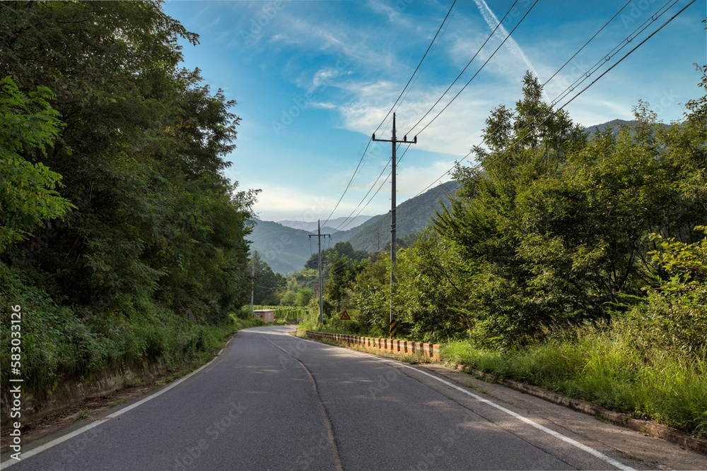 Fototapeta premium Road in the Forest in Soft Light