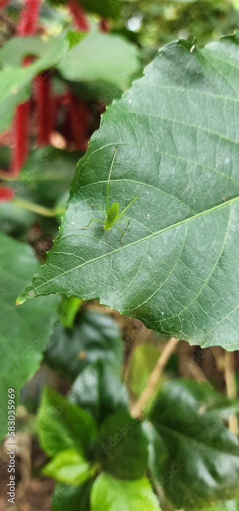 Green bush-cricket Green bush-cricket