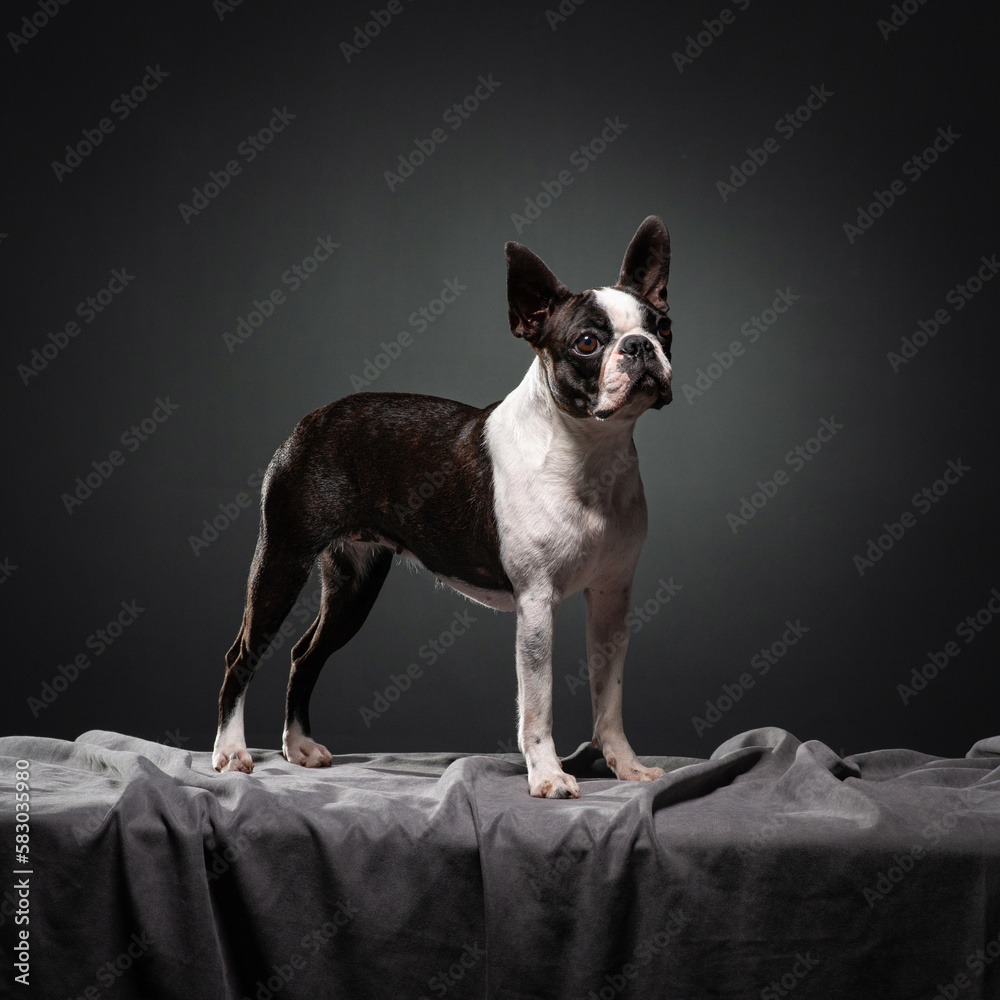 Black and white Boston Terrier stand on a gray cloth with a dark background. Dog in studio. Portrait of clever pet