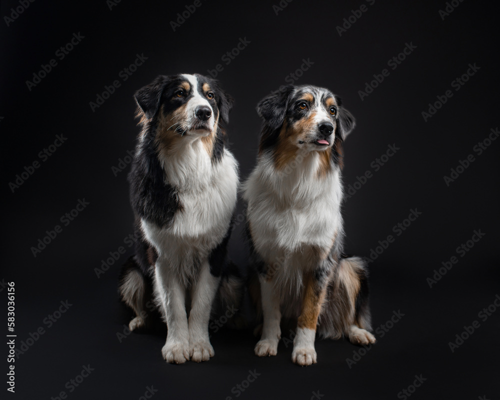 Two Australian Shepherds sit side by side on black background. One of them sticks out her tongue. Portrait of beautiful dogs in the studio. Horizontal photo of Aussie tricolor and merle Aussie