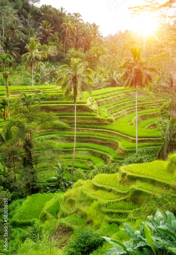 Lush rice fields plantation on Bali island  Indonesia