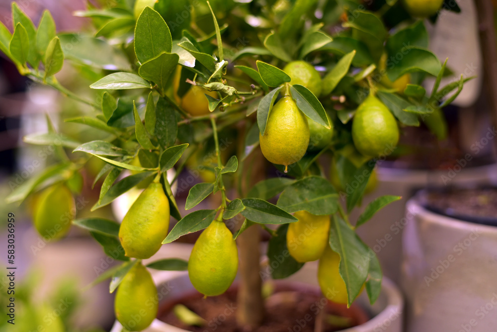 Lemon. Close-up of a tree with lemons