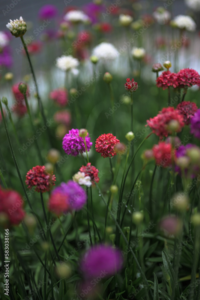 Obraz premium wet spheric flowers