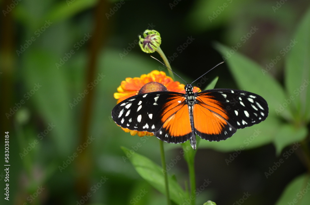 Longwing butterfly perched on plant Longwing butterfly perched on plant