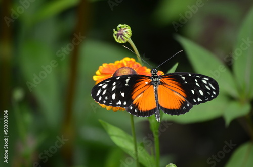 Longwing butterfly perched on plant © TrEv