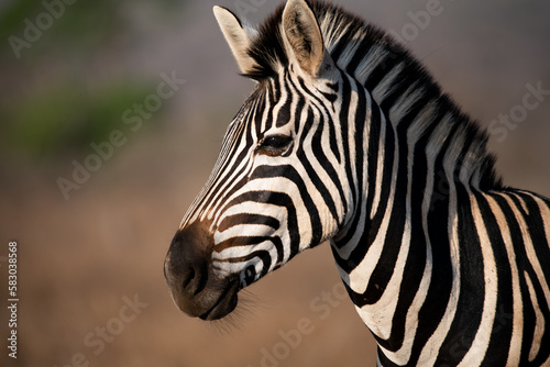 African Zebra Close up Side View