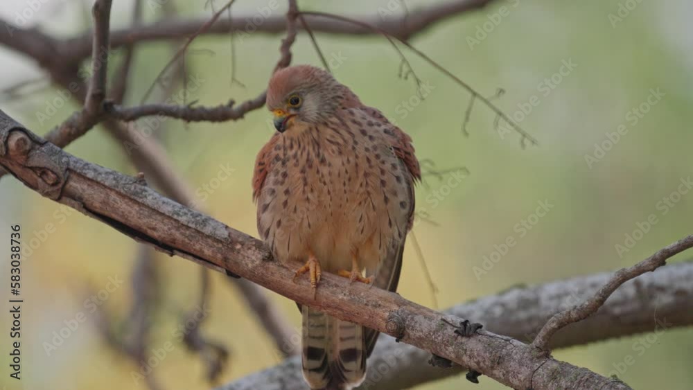 female Lesser kestrel (Falco naumanni) perching on a tree female Lesser kestrel (Falco naumanni) perching on a tree