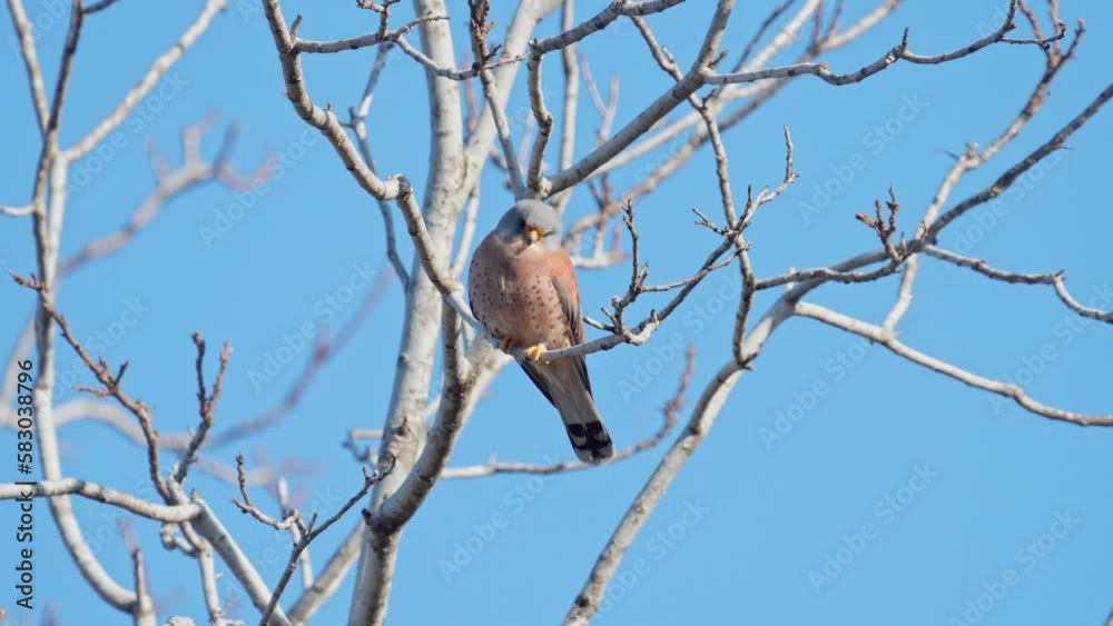 Male Lesser kestrel (Falco naumanni) perching on a tree Male Lesser kestrel (Falco naumanni) perching on a tree