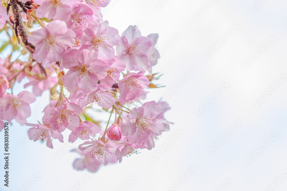 満開の桜の花　白い空の背景　河津桜　日本の春