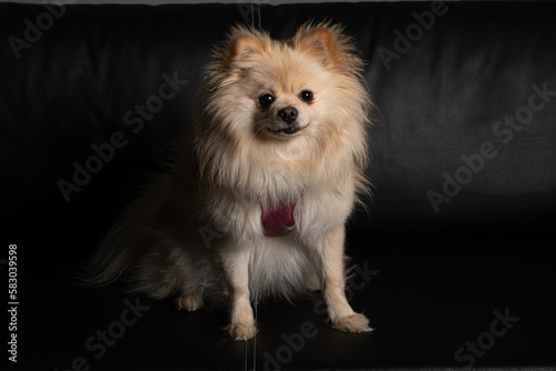 Zhenski pomeran na 1 godina
26 / 5 000
Резултати за превод
Резултат за превод
Female Pomeranian 1 year old photo