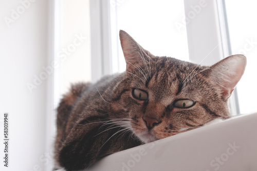 Brown shorthair domestic tabby cat lying on a white windowsill. Selective focus.