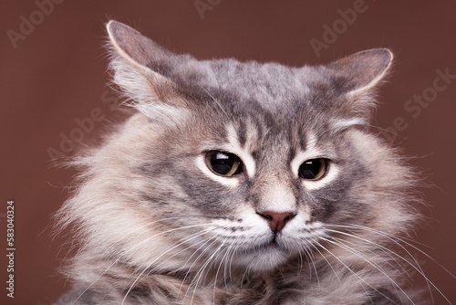 Fototapeta Naklejka Na Ścianę i Meble -  Funny grumpy cat in studio on brown background. Close up photo of family pet