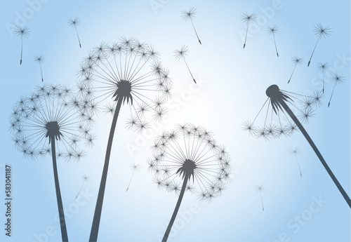 Fototapeta Naklejka Na Ścianę i Meble -  Late Summer and Flying Seeds. Dandelion flower on blue sky. Vector outline illustration.