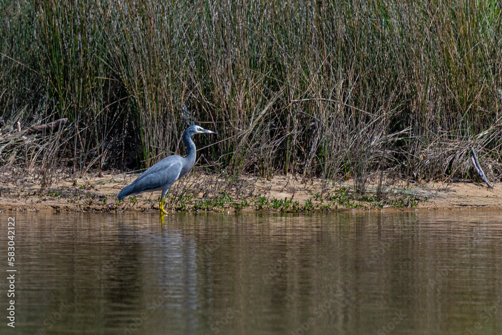 Little Blue Heron