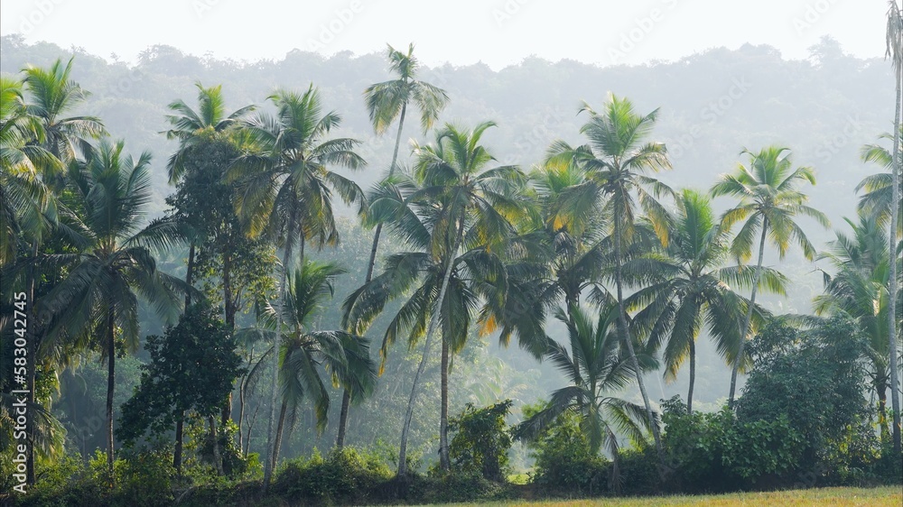 Obraz premium tropical palm trees in a green forest