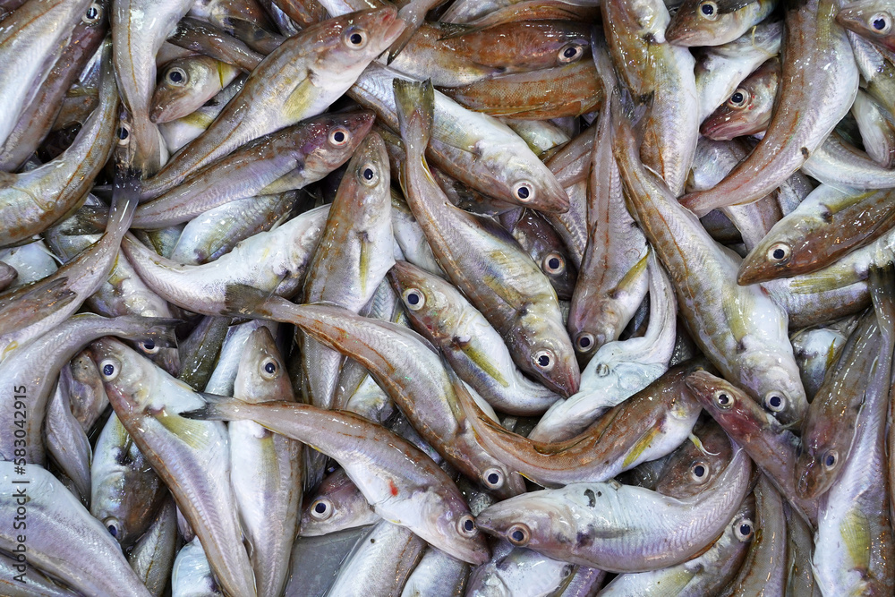Haddock (mezgit) in fishermen market store shop. Haddock (mezgit) in fishermen market store shop.