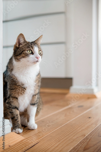 Hauskatze in Wohnung sitzend beobachtend, Blick nach oben