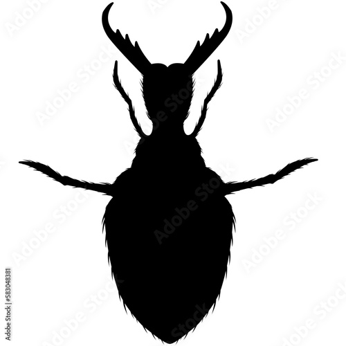 Fényképezés silhouette antlion