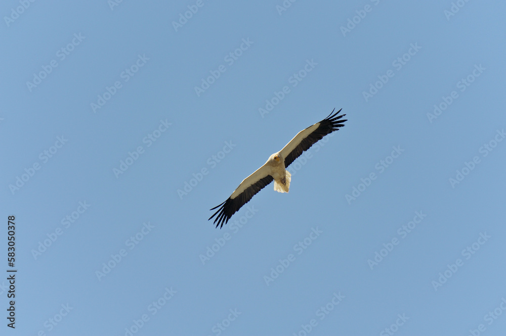 Obraz premium Egyptian Vulture (Neophron percnopterus) adult In flight, Calabria, Italy, Europe