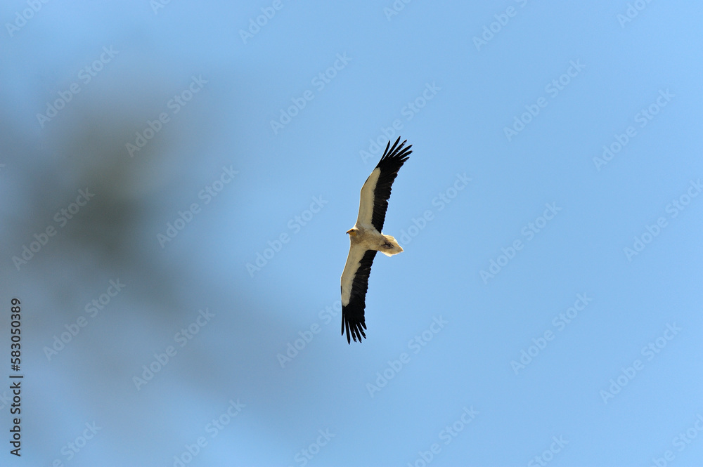 Egyptian Vulture (Neophron percnopterus) adult In flight, Calabria, Italy, Europe Egyptian Vulture (Neophron percnopterus) adult In flight, Calabria, Italy, Europe