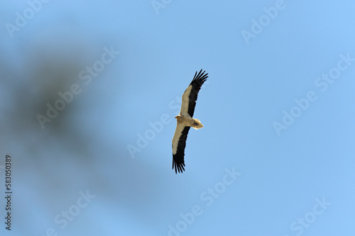 Egyptian Vulture  Neophron percnopterus  adult In flight  Calabria  Italy  Europe