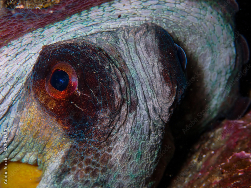 Fotografie Common octopus (Octopus vulgaris) expressive closeup