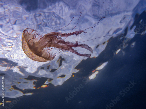 Jellyfish Pelagia noctiluca in the Mediterranean Sea photo