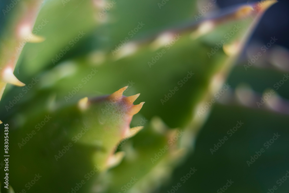 Extreme close-up shot of the spikes an thorns of an aloe perfoliata or mitre aloe, also commonly named Rubble Aloe Extreme close-up shot of the spikes an thorns of an aloe perfoliata or mitre aloe, also commonly named Rubble Aloe