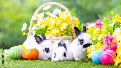 Lovely bunny easter fluffy baby rabbit eating green grass with a basket full of colorful easter eggs on green garden nature with flowers background on warmimg day. Symbol of easter day festival. photo