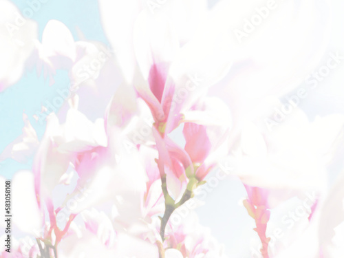 magnolia blossoms background