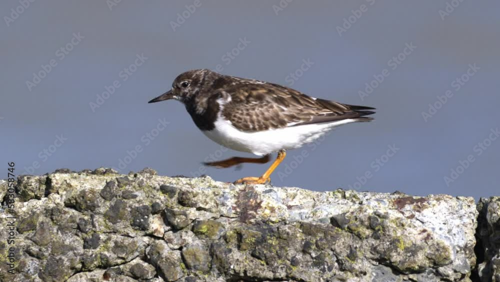 Ruddy Turnstone (Arenaria interpres) wading bird in strong wind on rock; tele Ruddy Turnstone (Arenaria interpres) wading bird in strong wind on rock; tele