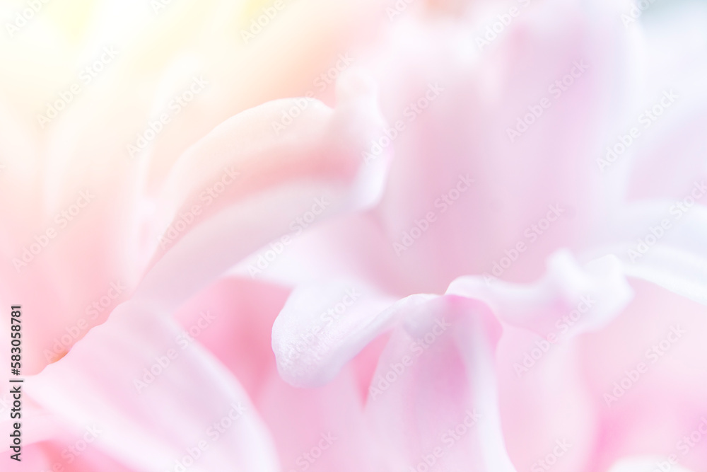 Abstract natural background. Soft focus. Close-up of hyacinth flowers.