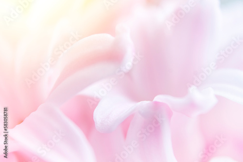 Abstract natural background. Soft focus. Close-up of hyacinth flowers.