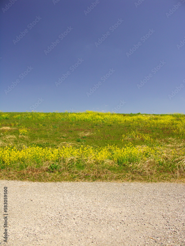 Φωτογραφία 満開の菜の花咲く江戸川土手と青空風景